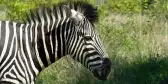 Zebra seen in the Kruger National Park in South Africa