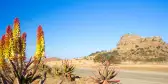 Aloe Vera growing alongside a desert road