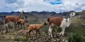 Lamas Family at El Cajas National Park in Ecuador