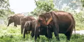 Elephant family near the pond in national nature park Udawalawe, Sri Lanka
