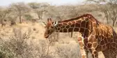 Stunning Giraffe leaning towards bush in the Kenyan desert