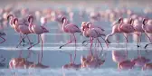 Beautiful flamboyance of Flamingos in the waters of Lake Nakuru