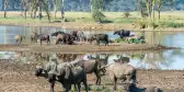 Herd of African buffalos at natural water pond in Lake Nakuru National Park, Kenya