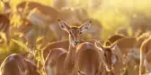 A large group of Impala, with one looking directly into the camera