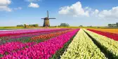 Colorful tulip field in front of a Dutch windmill under a nicely clouded sky in Netherlands