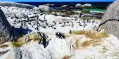 A group of penguins at Boulders Beach in South Africa