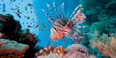 Lionfish on coral reef in the Red Sea