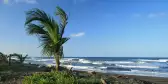 A palm tree blowing in the ocean breeze from the nearby sea