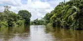 View of the Frio River in the Caño Negro Wildlife Refuge in Costa Rica jungle