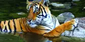 A Bengal Tiger bathing in Ranthambore National Park, India