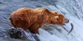 Grizzly bears fishing for salmon at the Katmai National Park in Alaska
