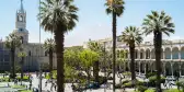 Tall palm trees surrounded by old buildings in Arequipa