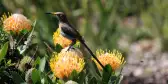 Cape sugarbird perched on protea flowers, South Africa