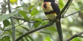 Collared Aracari sitting on branch in Costa Rica