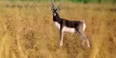 Blackbuck antelope in grassland looking towards the camera