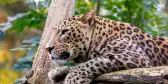 Sri Lanka Leopard resting in a tree