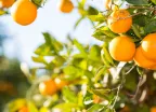 Orange tree with fresh oranges growing in the sunlight in the province of Valencia, Spain