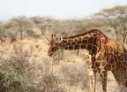 Stunning Giraffe leaning towards bush in the Kenyan desert