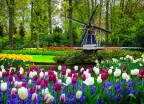 Dutch windmill and colourful fresh tulips in Keukenhof park, Netherlands