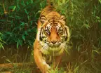Tiger walking towards the camera through jungle greenery