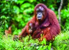 Bornean orangutan with a cub amongst rainforest in Borneo, Indonesia