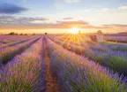 Panoramic view of lavender filed in Valensole, Provence, France