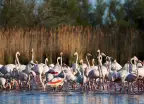 Group of European greater flamingos walking in shallow water of a swamp