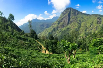 Sri Lanka tea plantations in Highlands.