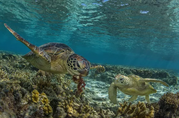 A pair of green turtles swimming on the Great Barrier Reef