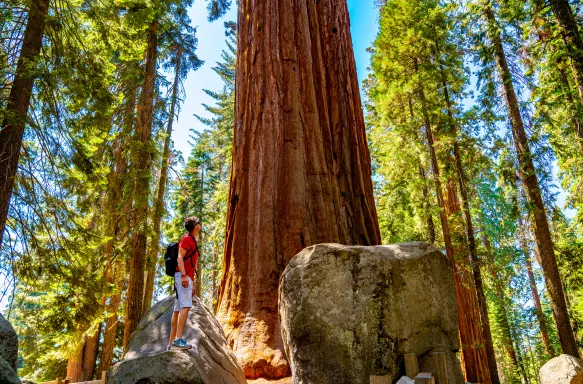 A man standing in front of a tall sequoia tree in Sequoia National Park, California, USA