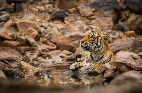 Adult tiger relaxing in river in between rocks