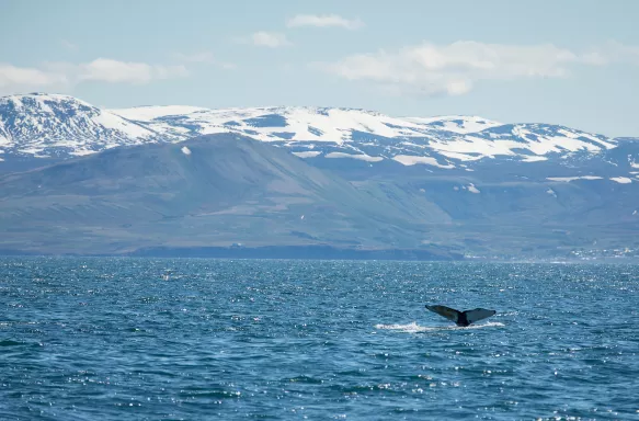 Huge humpback whale diving back into ocean with snow-topped mountains in the background, Husavik, Iceland