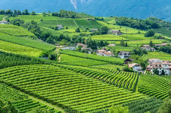 Vineyards in Girlan village spanning across the green valley with houses dotted inbetween