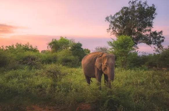 A Sri Lankan elephant in the jungle of Udawalawe National Park, Sri Lanka at sunset