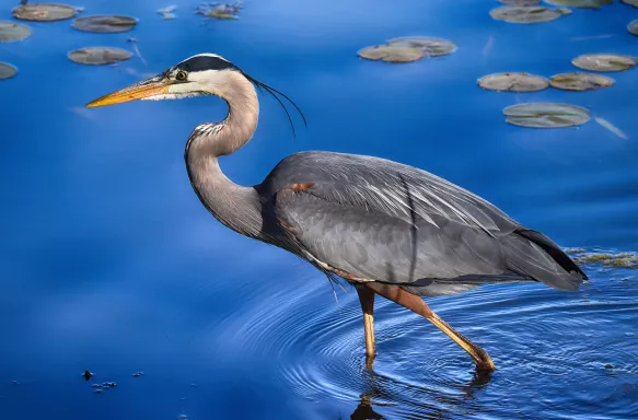 Great Blue Heron walking in shallow water in Lake Erie at Presque Isle State Park, Pennsylvania.