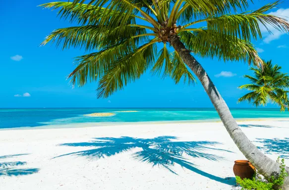 Photogenic palm tree on a tropical paradise beach located in the Maldives, Herathera Island.