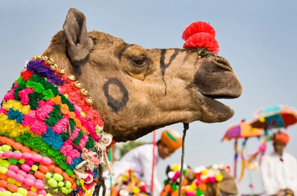 Camel in colourful accessories at Puskar Fair in India