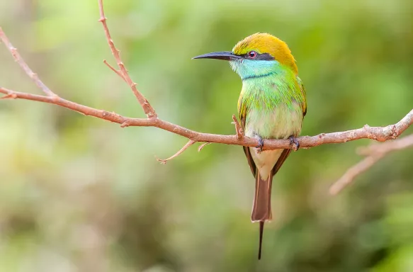 Close-up shot of Sri Lanka green bee-eater bird on a thin branch