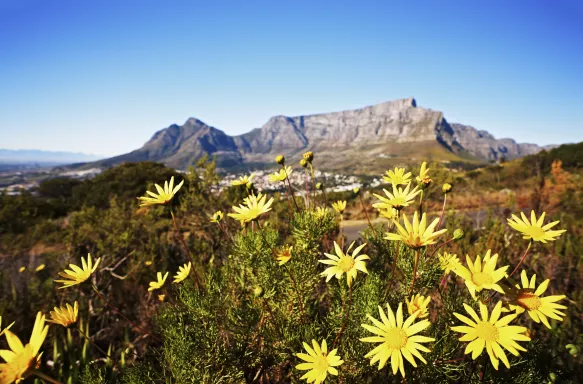 View of Table Mountain with wild daisies on foreground in South Africa