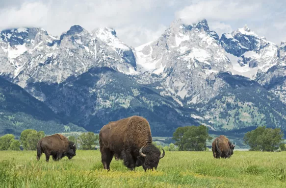 Three Bisons grazing on the plains at Grand Teton National Park with mountains behind, Wyoming.