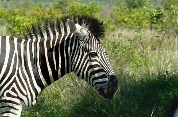 Zebra seen in the Kruger National Park in South Africa