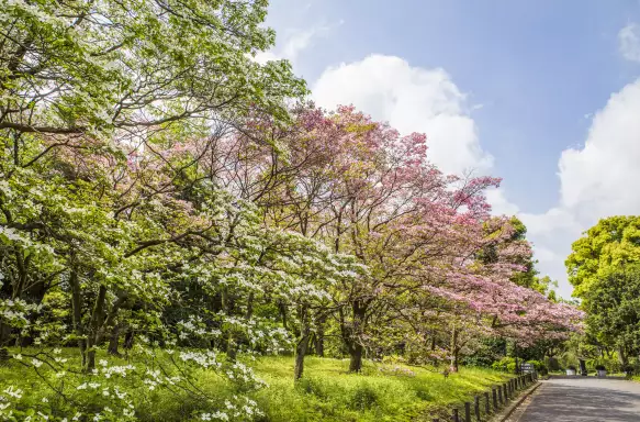 Trees in Summer