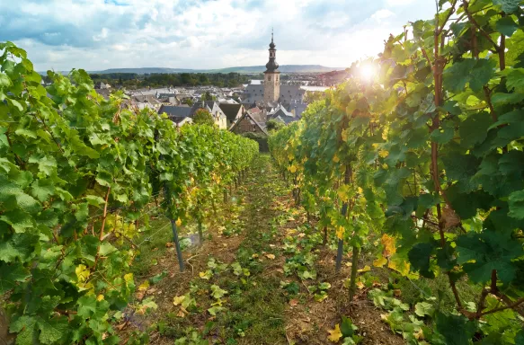 View of Rüdesheim am Rhein through vineyards. Rhine Valley, Germany