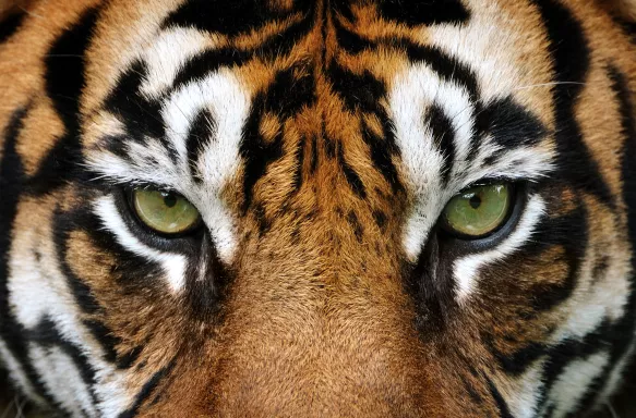 Close-up of the eyes of a tiger, light green