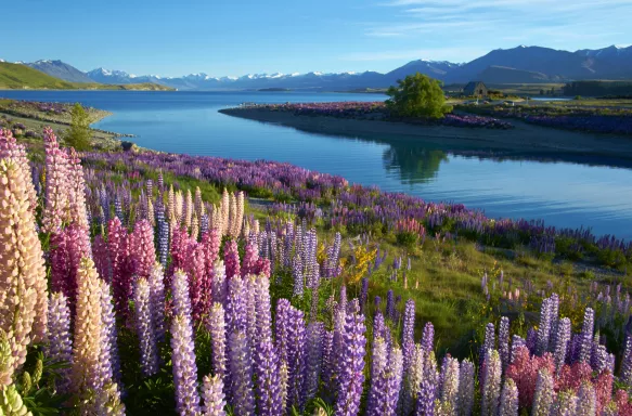 Colourful lupin flowers on the bank at Lake Tekapo in New Zealand