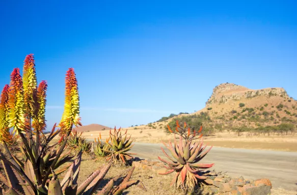 Aloe Vera growing alongside a desert road