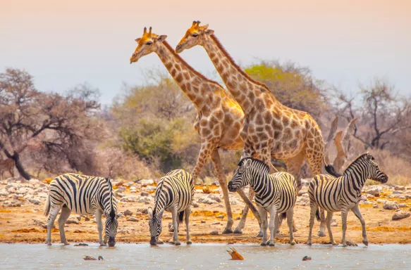 Two giraffes and four zebras at waterhole in Etosha National Park, Namibia