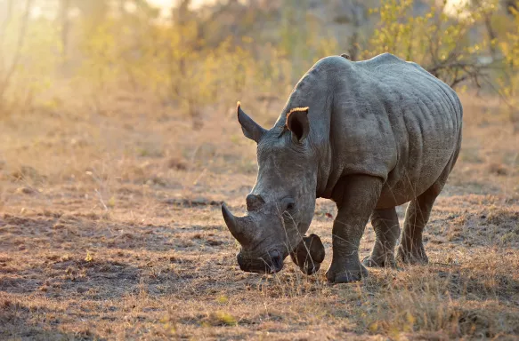 Full-length shot of a rhinoceros in the wild.