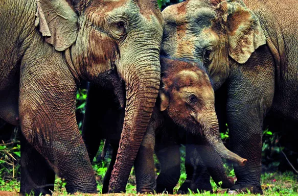 Two adult elephants nuzzling a calf elephant