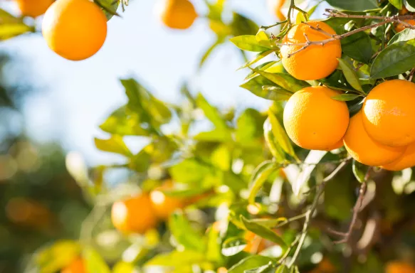 Orange tree with fresh oranges growing in the sunlight in the province of Valencia, Spain